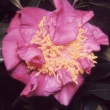 Frances Howell